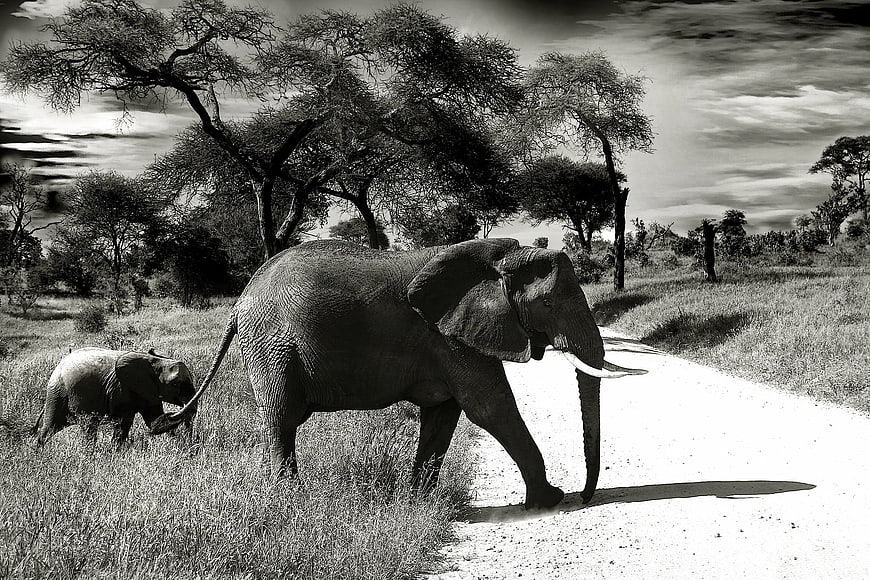 Mother and Baby African Elephant Walking on Safari Road