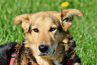 Close-up portrait of a mixed breed dog in green grass
