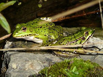 Two green frogs resting on a mossy rock in nature