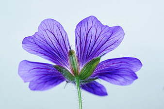 Close-up of Purple Geranium Flower on White Background