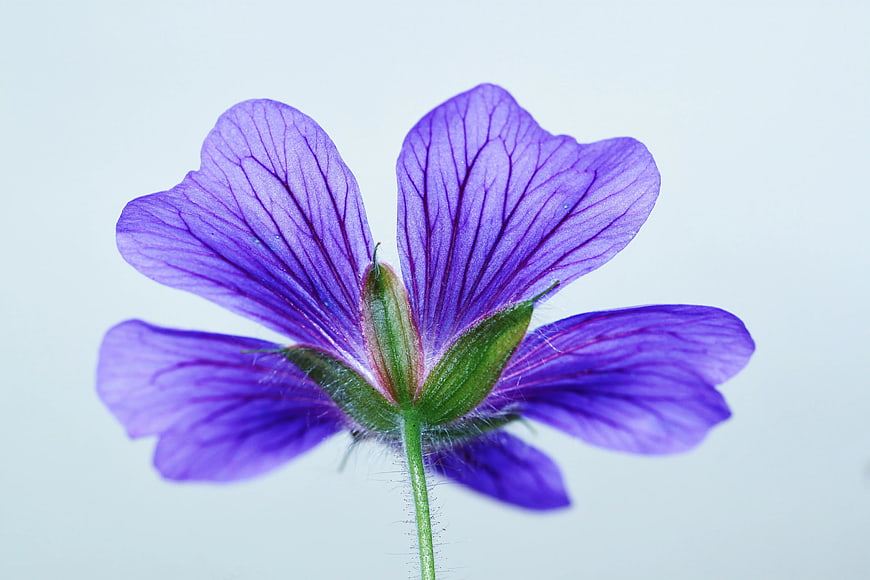 Close-up of Purple Geranium Flower on White Background