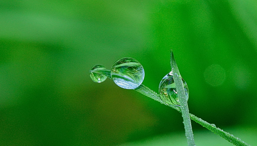 Macro water droplets on green grass blade