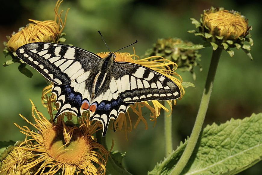 Close-up of Eastern Tiger Swallowtail Butterfly on Yellow Flower