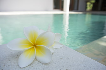 White and yellow frangipani flower on poolside edge