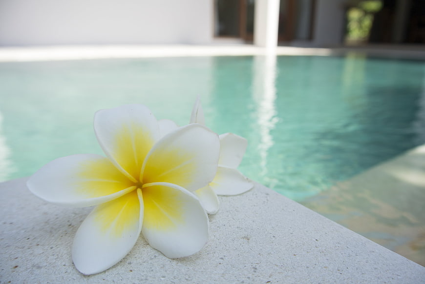 White and yellow frangipani flower on poolside edge