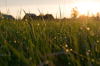 Close-up of green grass with dew drops at sunrise