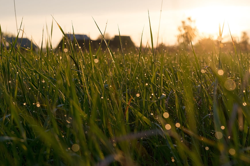 Close-up of green grass with dew drops at sunrise