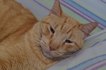 Sleepy Orange Tabby Cat Resting on Striped Bedding