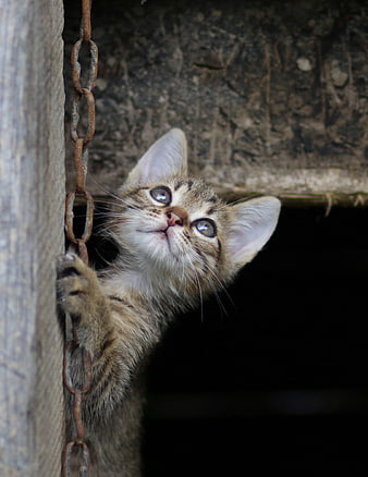 Curious Tabby Kitten Peeking Out From Dark Wooden Structure