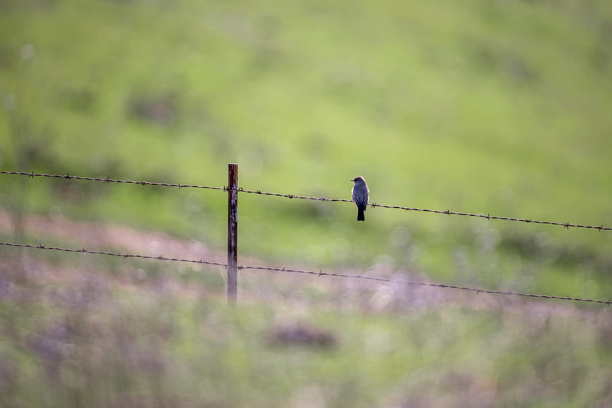 Small bird perched on barbed wire fence in green field