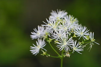 Close-up of delicate white wildflowers on green background