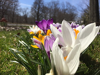 Close-up of colorful spring crocus flowers in grass