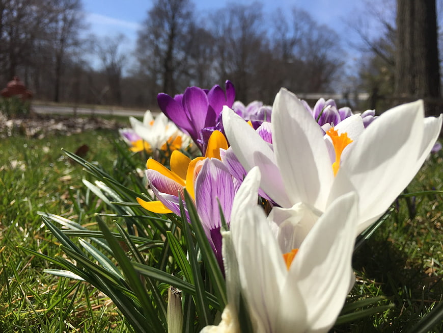 Close-up of colorful spring crocus flowers in grass