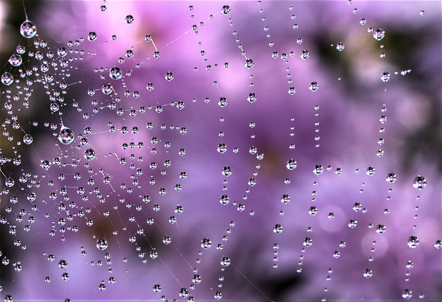 Macro Spiderweb With Dew Drops Against Blurred Purple Floral Background