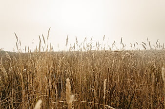 Golden dry grass field with overcast sky background