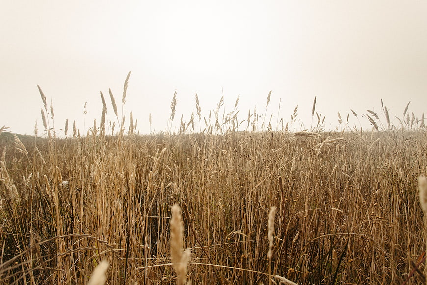 Golden dry grass field with overcast sky background