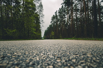 Low Angle View of Empty Forest Road with Pine Trees