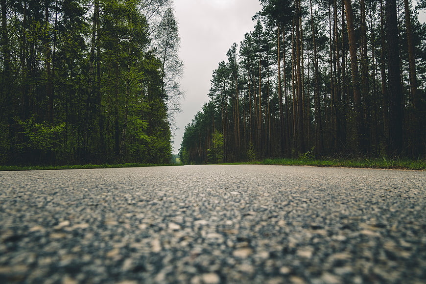 Low Angle View of Empty Forest Road with Pine Trees
