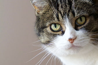 Close-up portrait of a tabby and white cat with green eyes