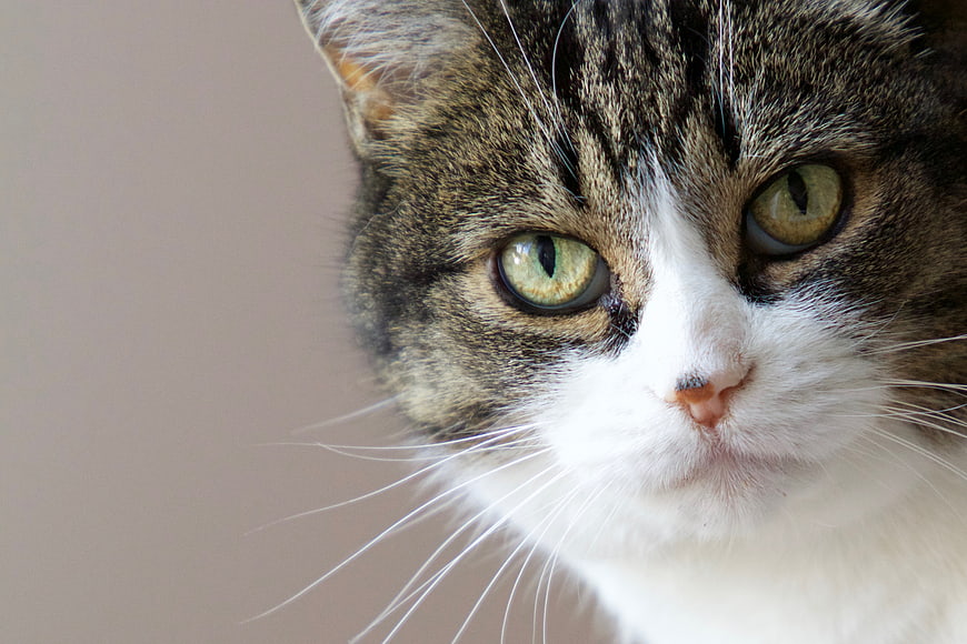 Close-up portrait of a tabby and white cat with green eyes