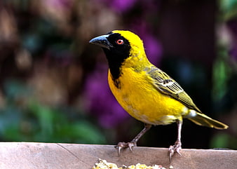 Yellow Weaver Bird Perched on Wooden Surface
