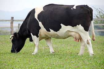 Black and white dairy cow grazing in a green pasture
