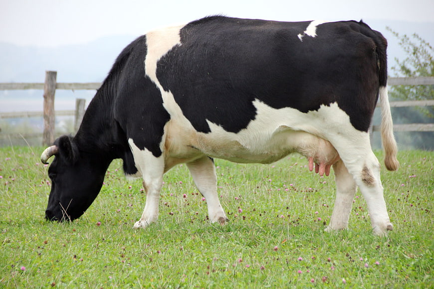 Black and white dairy cow grazing in a green pasture