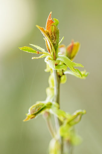 Close-up of fresh green plant buds emerging in spring