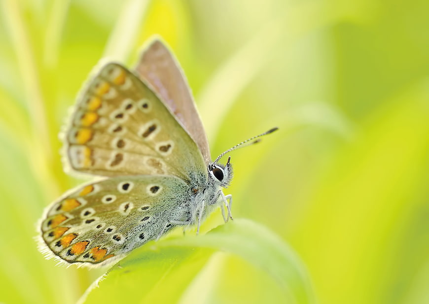 Close-up of a Common Blue Butterfly on a Green Leaf
