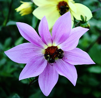 Close-up of bees pollinating a pink dahlia flower