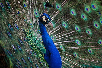 Majestic Blue Peacock Displaying Vibrant Tail Feathers