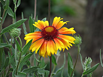 Vibrant Orange and Yellow Gaillardia Flower in Natural Setting