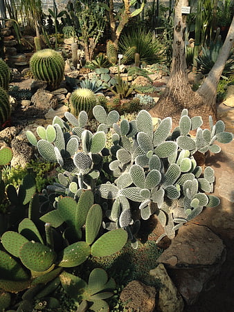 Diverse Cactus Collection in Botanical Garden
