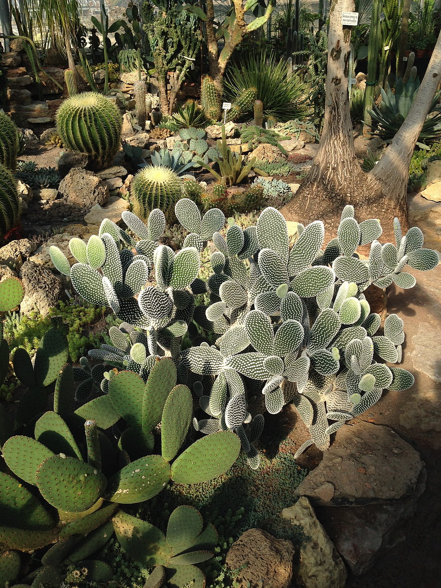 Diverse Cactus Collection in Botanical Garden