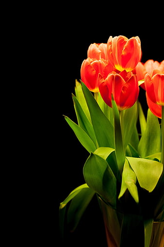 Vibrant Red Tulips in a Bouquet on Black Background