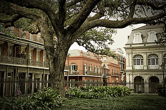 Historic New Orleans French Quarter Architecture And Park Tree