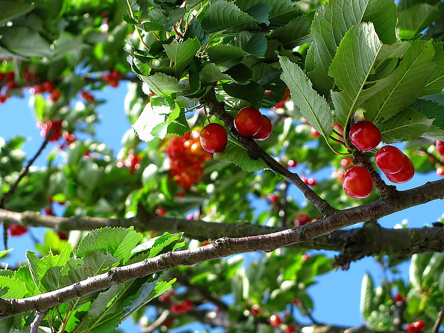 Ripe red cherries hanging on a tree branch in summer