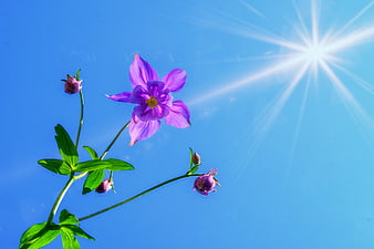 Purple Columbine Flower Against Blue Sky with Sunburst