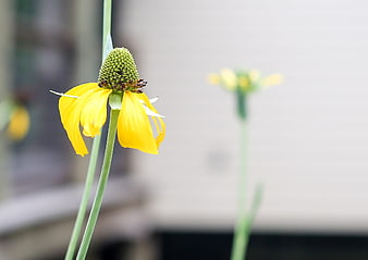 Yellow Coneflower in a Garden with Blurred Background