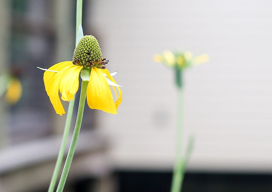 Yellow Coneflower in a Garden with Blurred Background