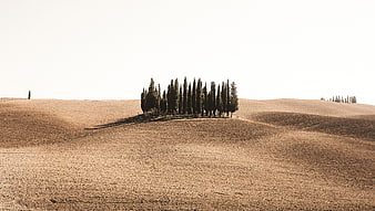 Rolling Tuscan Hills with Cypress Trees in Sepia Tone