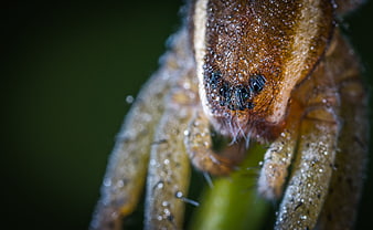Macro Close-Up of Spider with Dew Drops