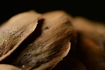 Close-up of textured brown wood grain with shallow depth of field