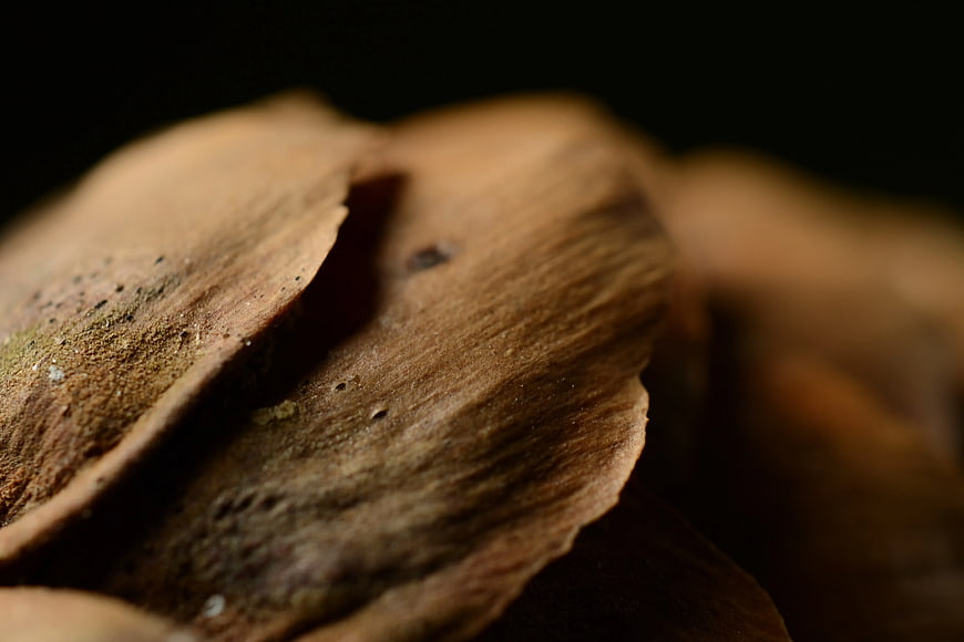 Close-up of textured brown wood grain with shallow depth of field