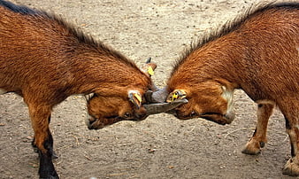 Two Brown Goats Locking Horns in Playful Fight
