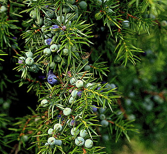 Close-up of Common Juniper Branch With Green And Blue Berries