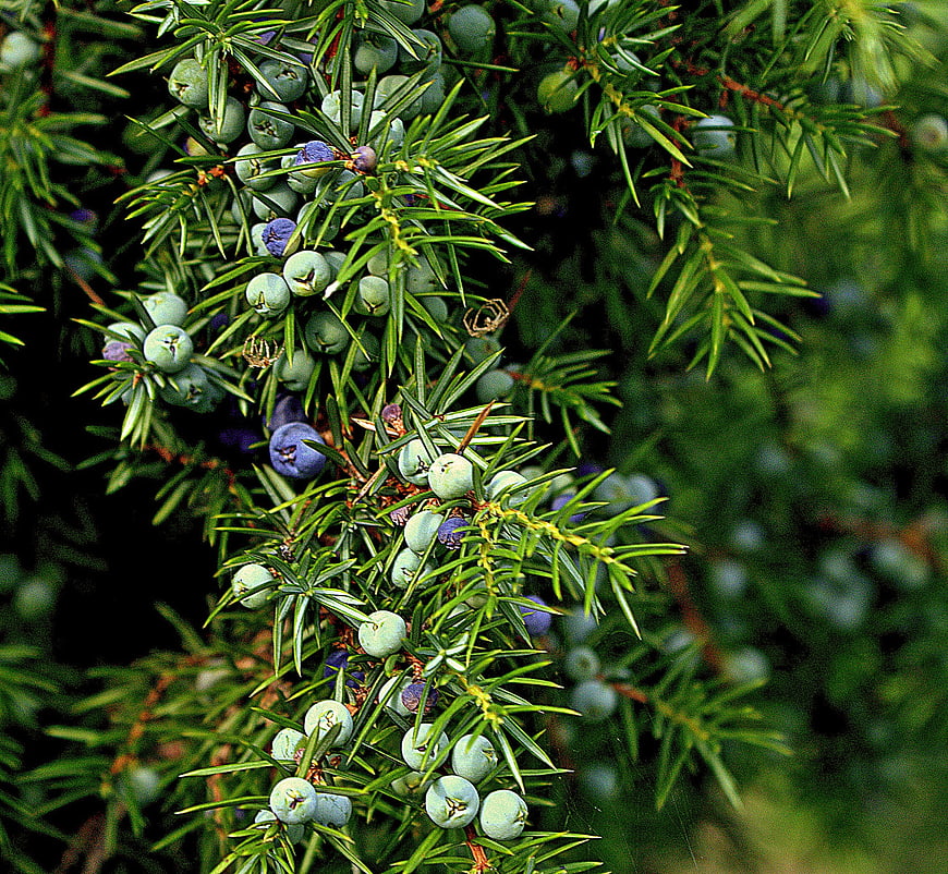 Close-up of Common Juniper Branch With Green And Blue Berries