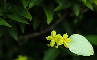 Close-up of yellow flowers with white leaf against green background