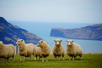 Row of sheep standing on coastal grassland with ocean and hills in background