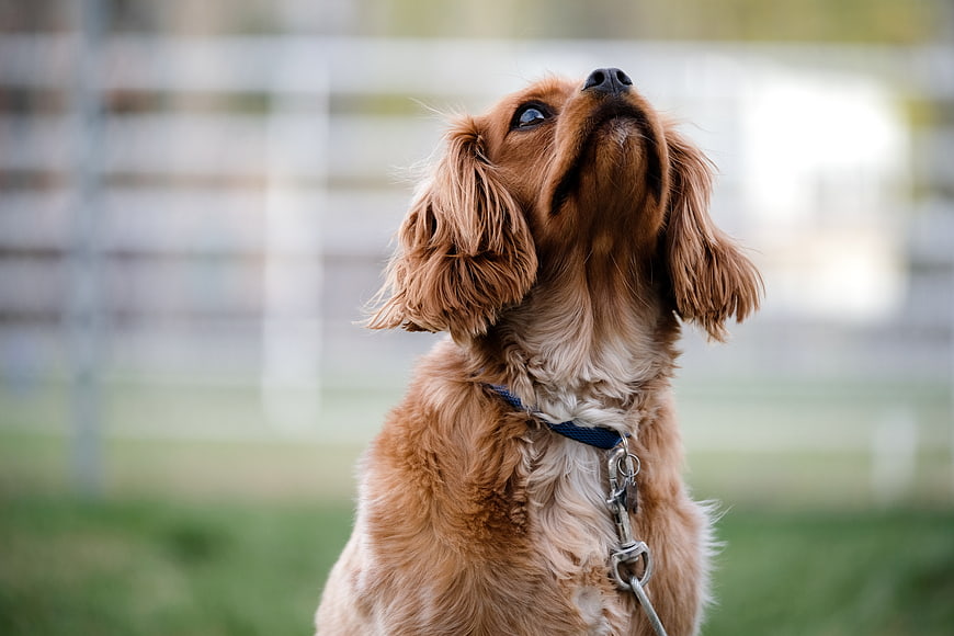 Cute Brown Dog Looking Up Outdoors